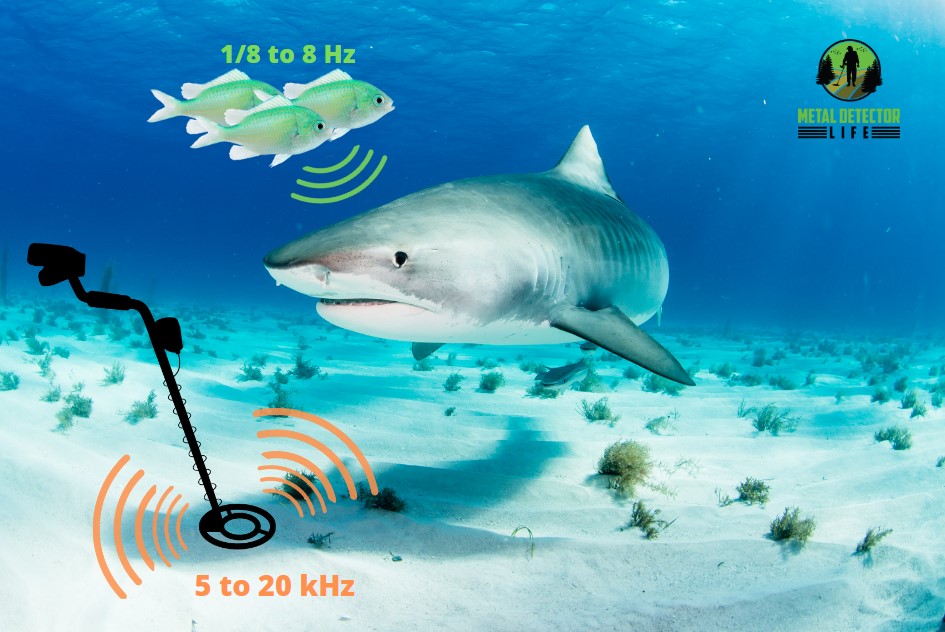 Sharks won't recognize the frequency of your metal detector. Sharks only recognize frequencies between 1/8 to 8 Hz. 