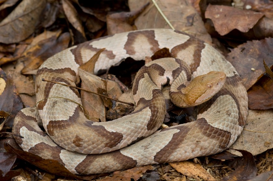 A camouflaged snake.