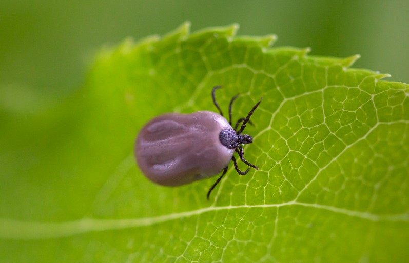 A tick on a leave. This could be a danger during metal detecting. 