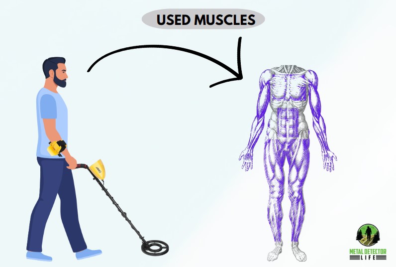 The kind of muscles that you train during metal detecting. 